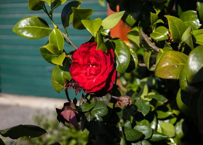 Ih Apartments, Studios&suites 4*